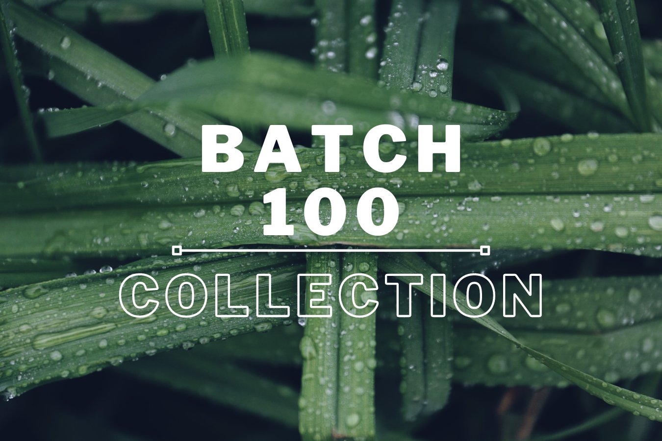 Batch 100 - Thank you